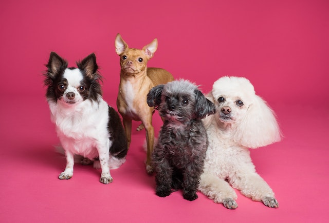 Four dogs of varying breeds including a white poodle and a brown chihuahua pose against a pink background