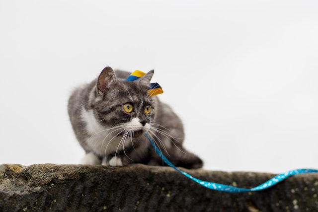 Gray cat wearing a blue leash