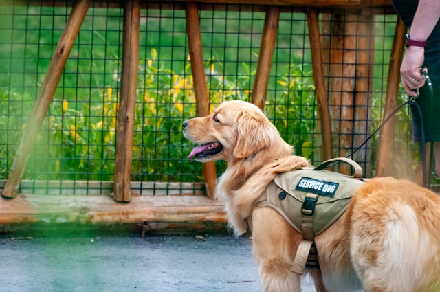 a service dog